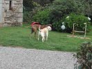 jeux dans la propriété