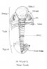 schéma du trilobite