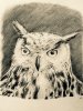 hibou